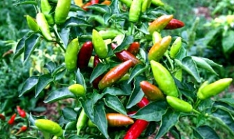 edible-chili-peppers