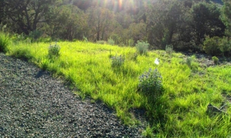 Revegetation with a blend of native grasses